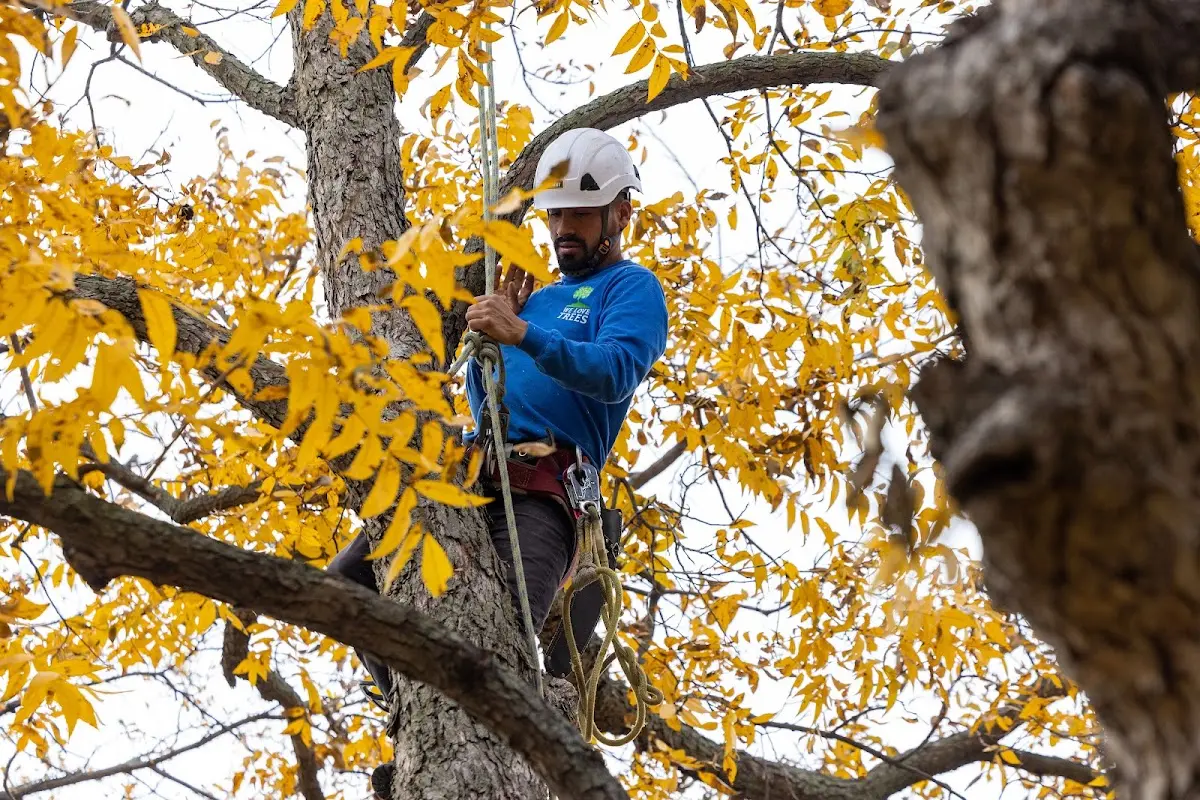 Skilled Tree Pruning crew working in Chester
